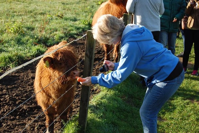 Meet a highland coo